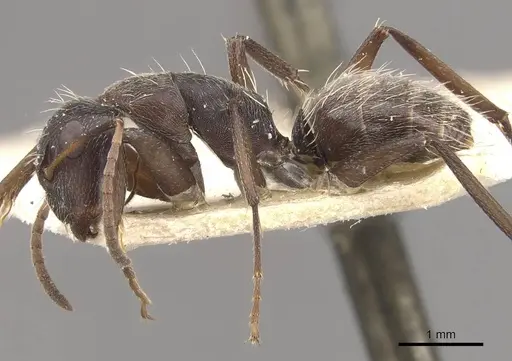 Camponotus foraminosus specimen CASENT0910478 image casent0910478_3