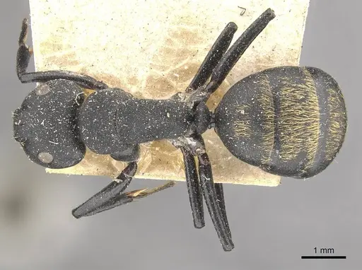 Camponotus foraminosus specimen CASENT0910479 image casent0910479_1