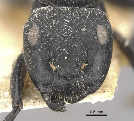 Camponotus foraminosus specimen CASENT0910479 image casent0910479_2
