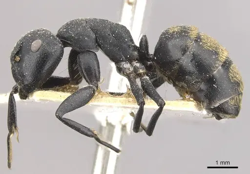 Camponotus foraminosus specimen CASENT0910479 image casent0910479_3
