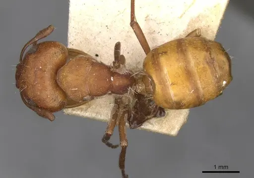 Camponotus foraminosus specimen CASENT0910501 image casent0910501_1