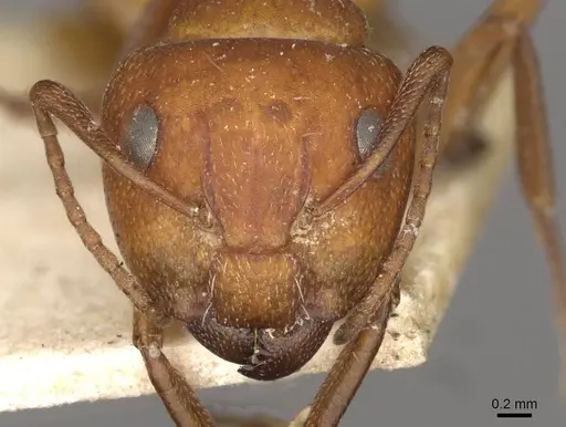 Camponotus foraminosus specimen CASENT0910501 image casent0910501_2