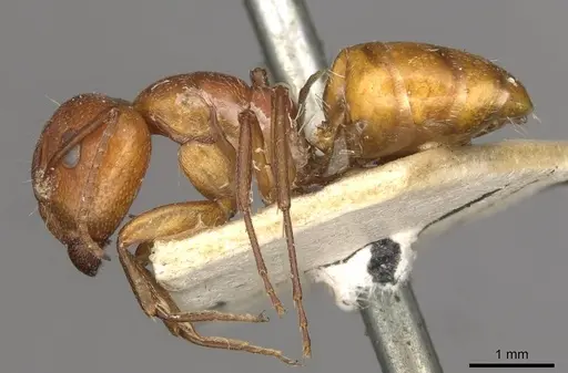 Camponotus foraminosus specimen CASENT0910501 image casent0910501_3