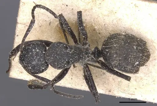 Camponotus foraminosus specimen CASENT0911835 image casent0911835_1