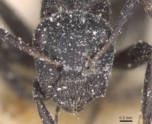 Camponotus foraminosus specimen CASENT0911835 image casent0911835_2