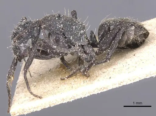Camponotus foraminosus specimen CASENT0911835 image casent0911835_3