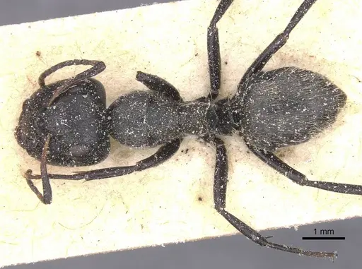 Camponotus foraminosus specimen CASENT0911836 image casent0911836_1