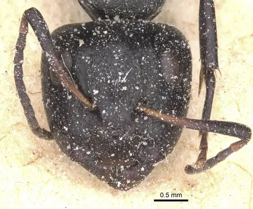 Camponotus foraminosus specimen CASENT0911836 image casent0911836_2