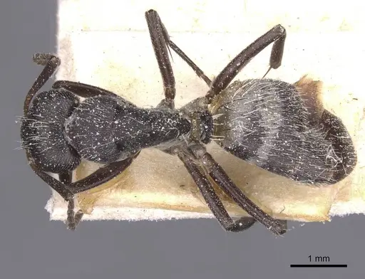 Camponotus foraminosus specimen CASENT0911837 image casent0911837_1