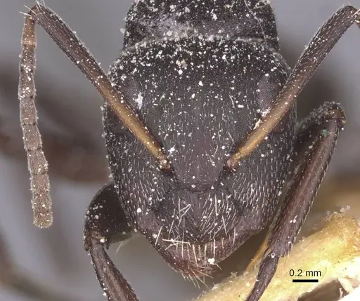 Camponotus foraminosus specimen CASENT0911837 image casent0911837_2