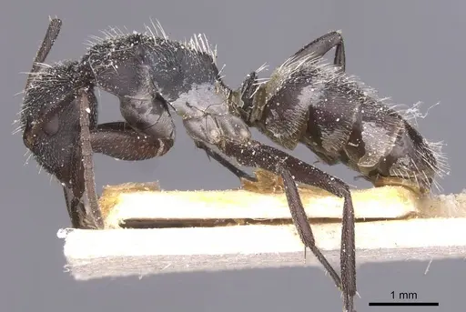 Camponotus foraminosus specimen CASENT0911837 image casent0911837_3