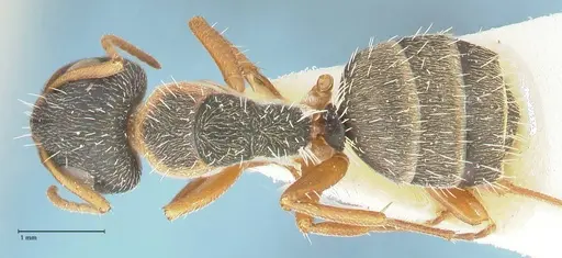 Camponotus foraminosus specimen FOCOL2316 image focol2316_1