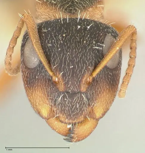 Camponotus foraminosus specimen FOCOL2316 image focol2316_2