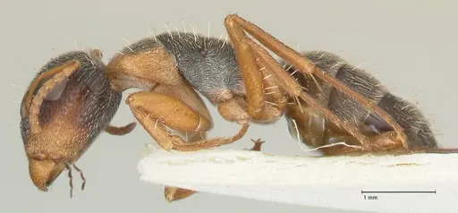 Camponotus foraminosus specimen FOCOL2316 image focol2316_3