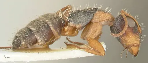 Camponotus foraminosus specimen FOCOL2316 image focol2316_4