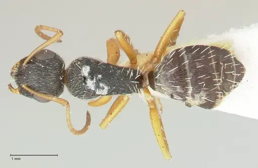 Camponotus foraminosus specimen FOCOL2317 image focol2317_1