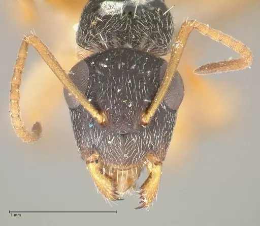 Camponotus foraminosus specimen FOCOL2317 image focol2317_2