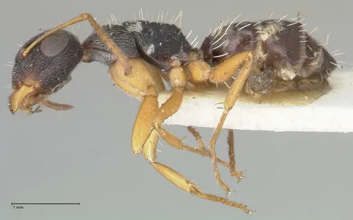 Camponotus foraminosus specimen FOCOL2317 image focol2317_3