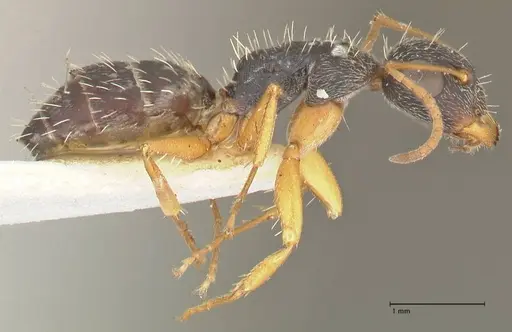 Camponotus foraminosus specimen FOCOL2317 image focol2317_4