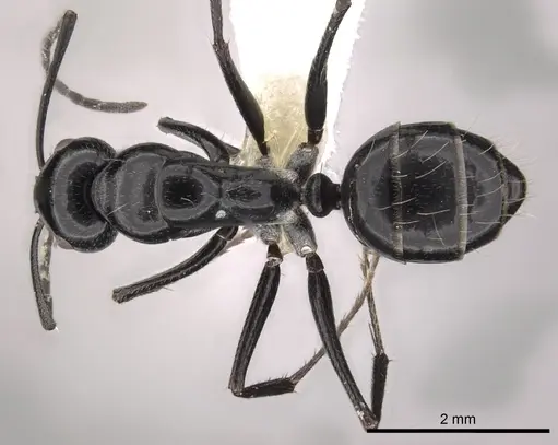 Camponotus foreli specimen CASENT0249979 image casent0249979_1
