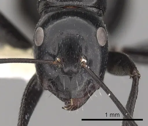 Camponotus foreli specimen CASENT0249979 image casent0249979_2