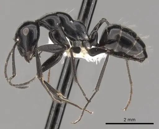 Camponotus foreli specimen CASENT0249979 image casent0249979_3