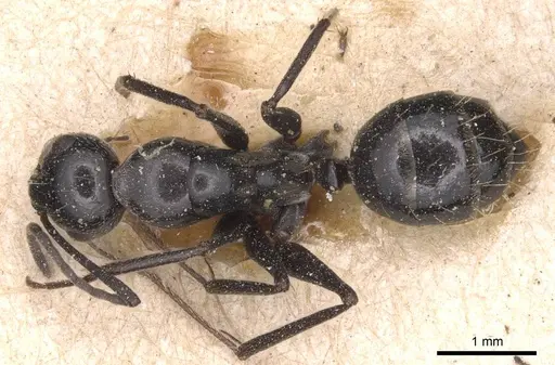 Camponotus foreli specimen CASENT0905348 image casent0905348_1