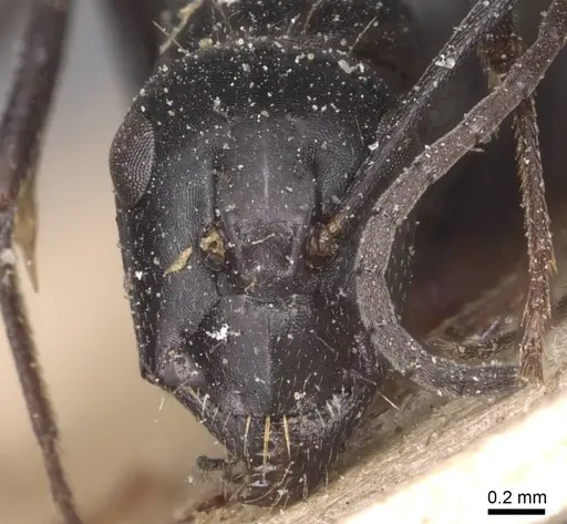 Camponotus foreli specimen CASENT0905348 image casent0905348_2