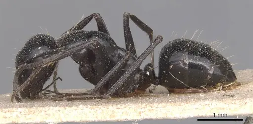 Camponotus foreli specimen CASENT0905348 image casent0905348_3