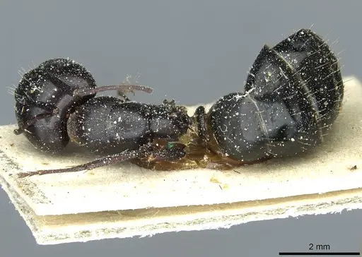 Camponotus foreli specimen CASENT0911942 image casent0911942_1