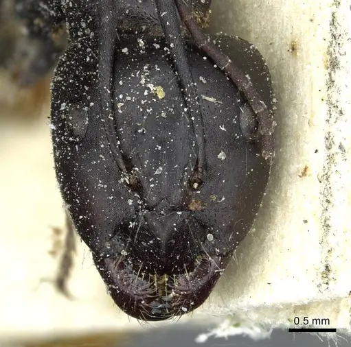 Camponotus foreli specimen CASENT0911942 image casent0911942_2