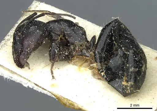 Camponotus foreli specimen CASENT0911942 image casent0911942_3