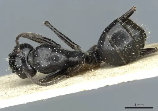 Camponotus foreli specimen CASENT0911943 image casent0911943_1