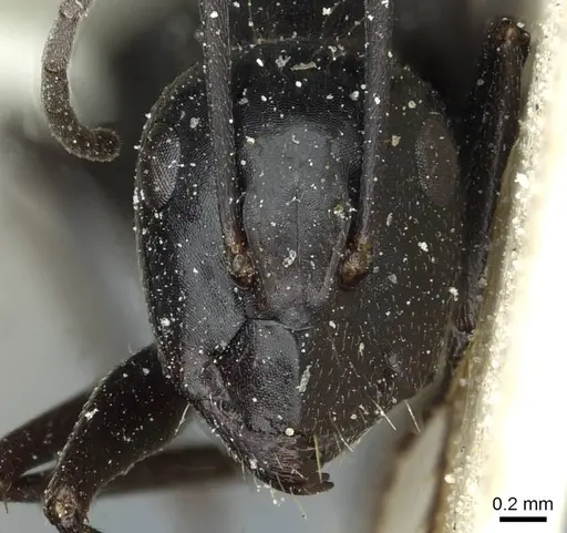 Camponotus foreli specimen CASENT0911943 image casent0911943_2