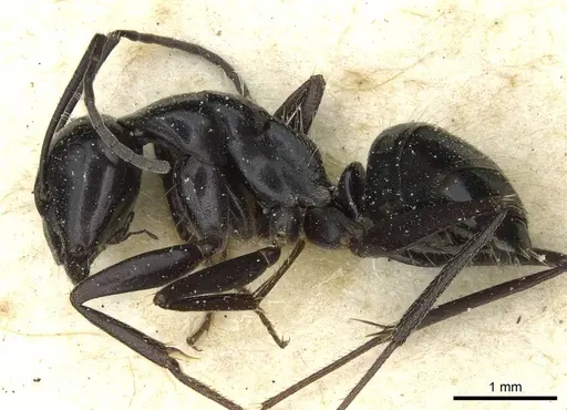 Camponotus foreli specimen CASENT0911943 image casent0911943_3