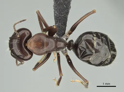 Camponotus foreli specimen KG01522-2 image kg01522-2_1