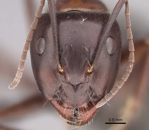 Camponotus foreli specimen KG01522-2 image kg01522-2_2