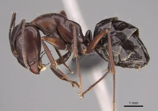 Camponotus foreli specimen KG01522-2 image kg01522-2_3