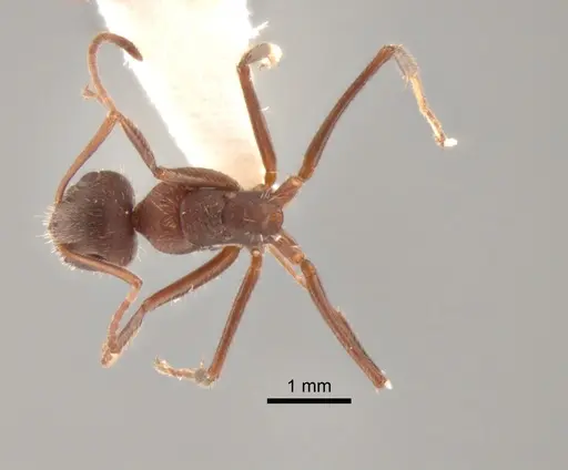 Camponotus formiciformis specimen CASENT0882307 image casent0882307_1