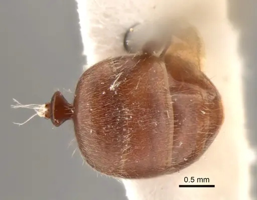 Camponotus formiciformis specimen CASENT0882307 image casent0882307_2