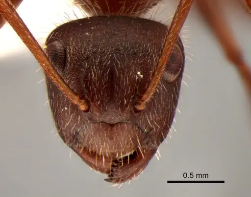 Camponotus formiciformis specimen CASENT0882307 image casent0882307_3
