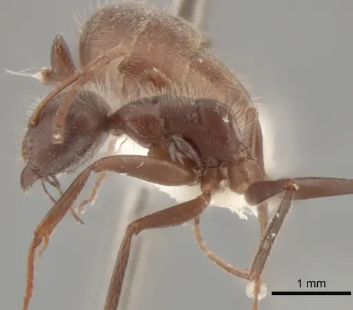 Camponotus formiciformis specimen CASENT0882307 image casent0882307_4