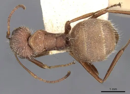 Camponotus formiciformis specimen CASENT0910698 image casent0910698_1