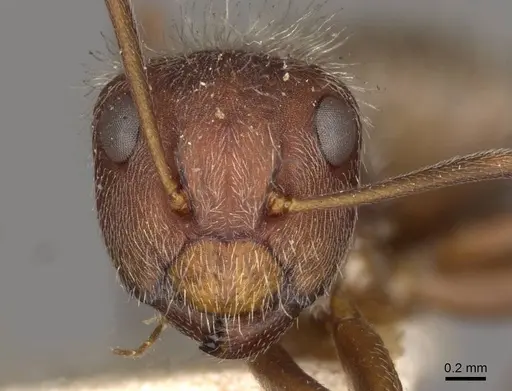 Camponotus formiciformis specimen CASENT0910698 image casent0910698_2