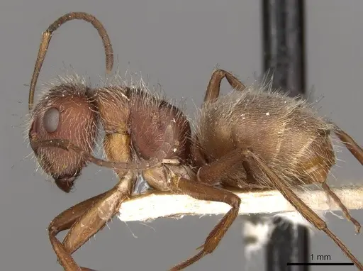 Camponotus formiciformis specimen CASENT0910698 image casent0910698_3