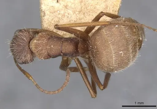 Camponotus formiciformis specimen CASENT0910699 image casent0910699_1