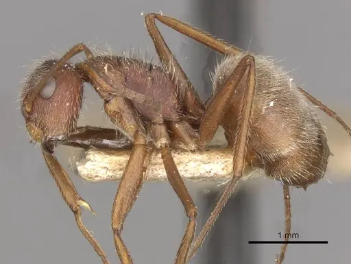 Camponotus formiciformis specimen CASENT0910699 image casent0910699_3