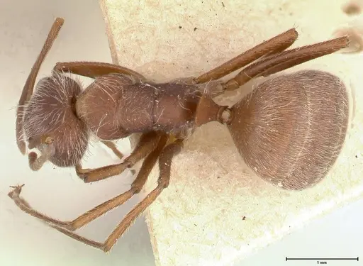 Camponotus formiciformis specimen FOCOL0558 image focol0558_1