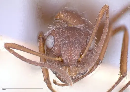 Camponotus formiciformis specimen FOCOL0558 image focol0558_2