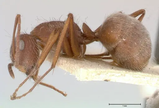 Camponotus formiciformis specimen FOCOL0558 image focol0558_3